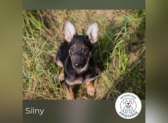 Silny: Hundekind sucht ein Zuhause