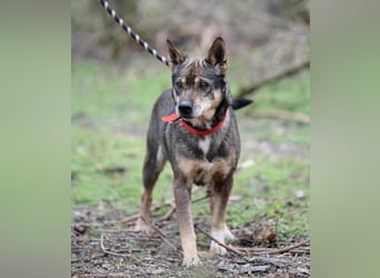 Lacika, 4 Jahre jung, 45 cm, sucht sein Zuhause