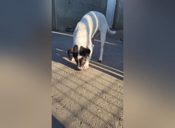 Romi-SI, hübsche Foxterrierdame sucht Rasseliebhaber