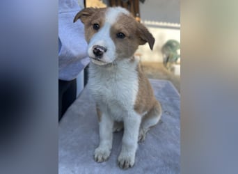 Benji, geb. ca. 10/2024, lebt in GRIECHENLAND, im städt. Tierheim Serres