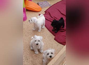 Zwergschnauzer Rüde weiß