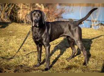 Joe Fritz - aktiver Familienhund - Tierhilfe Franken e.V.