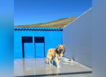 Honey, zurückhaltender Sanfter Collie Mix sucht ruhiges Zuhause
