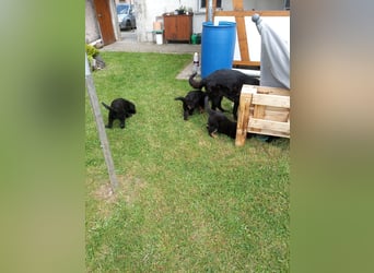 Schäferhund-Mischlingswelpen