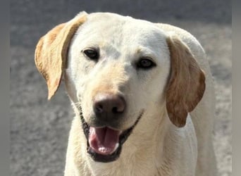 Zuckersüße Labi-Mix-Schnute ♥Chica♥ wartet schon darauf von dir gesehen zu werden