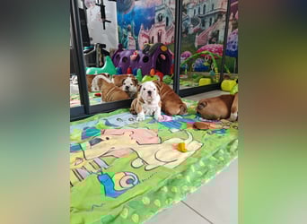 Englische Bulldogge Welpen mit FCI Papiere