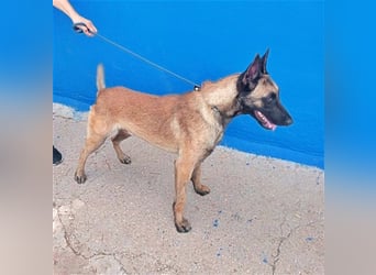 Tintin, traumhafter Malinois Rüde mit bestem Charakter, sehr sozial   Steckbrief Name: Tintin Rasse: