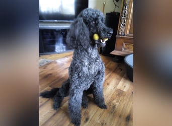 Abgabebereite F1 Labradoodle Welpen mit Ahnentafel + Gesundheitszeugnis in Schoko, schwarz + blond