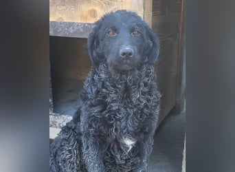 GONZALES❤️ liebenswerter, agiler und neugieriger Kroatischer Schäferhund-Mix