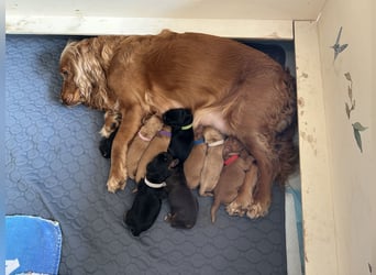 Englische Cockerspaniel Welpen in liebevolle Hände abzugeben