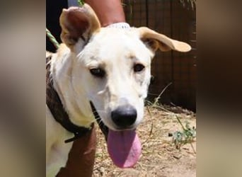 Dusty, Labrador-Mix, lieb und sozial