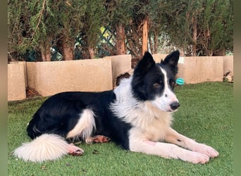 Dacapo (Spanien) – ein sanfter Senior sucht ein liebevolles Zuhause