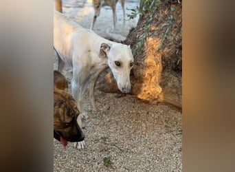 Invierno, ein toller Galgo Bub