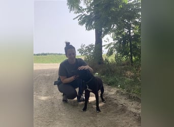 Agora,unaufdringlicher Staffi sucht seine Menschen in NL/CH/A oderSWE