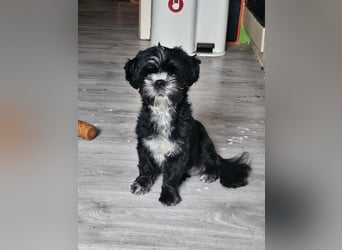 Shih Tzu Mix Welpen vom 18.03.25