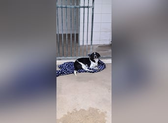 Fitter "Pico" sucht sein Plätzchen