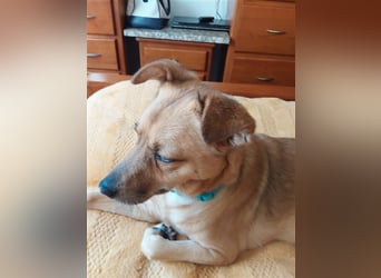 GOLDY sucht ihr Traumzuhause