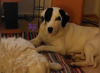Jiji 07/2023 (in Deutschland) - ruhige und sanfte, wundervolle junge Hündin!