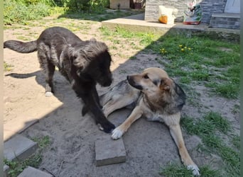 Emma - liebe, soziale, katzenverträgliche Schäferhundmix-Hündin mit Handicap / noch in Rumänien