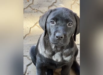 Nur 2 Labrador Weibchen mit Ahnenpass 2 Rüden & 6 Weibchen in Schwarz