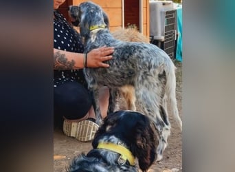 Nadine-liebe, verträgliche Setter-Mix-Hündin sucht ihre Familie