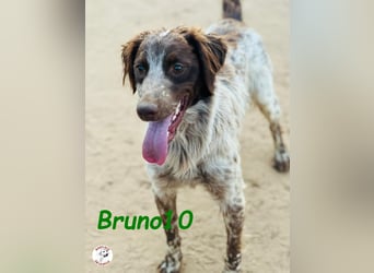Bruno10 geb. 09/2023 (ESP) - liebevoller, verspielter und anhänglicher Bretonischer Spaniel!