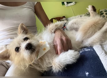 Loretta SR – Unkomplizierte Dame sucht ihr Zuhause