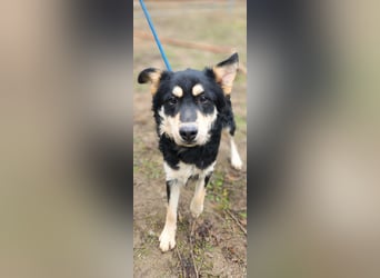 Arthur, geb. 10.03.2024, 48 cm, sucht nach seinen Menschen