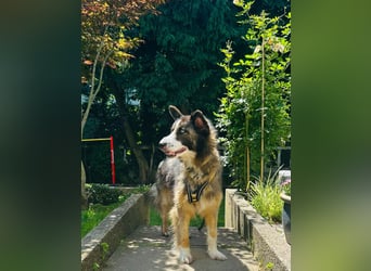 Coda -Rohdiamant sucht Potenzialgeber