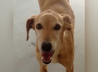 LOGAN-liebevoler,  freundlicher, menschenbezogener, traumhafter Familienhund sucht schönes  Zuhause
