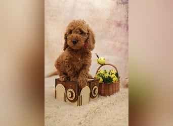Pudel-Welpen aus familiärer Vereinszucht 38-46 cm, in red-fawn (mit Papiere), sind auszugsbereit!