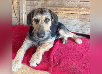 ❤️ superlieber Familienhund MATYI - 2 Jahre, 50cm/20kg - Schnauzer-Mix