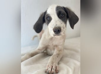 Donar, geb. ca. 03/2025, lebt in GRIECHENLAND, im städt. Tierheim Serres