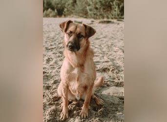 großer lieber Mischlings-Rüde Koda sucht seine Menschen