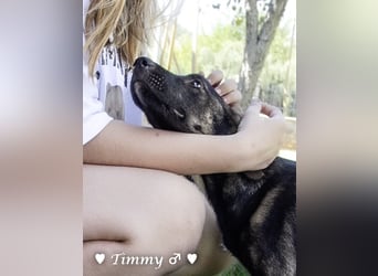 Adam, Ajax und Timmy suchen ein Zuhause