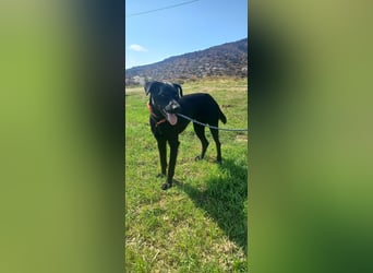  HARVEY – Der lebhafte Kuschelbär von Kreta