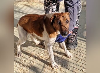 AKO, RÜDE, FOXTERRIER-MIX, 7 JAHRE