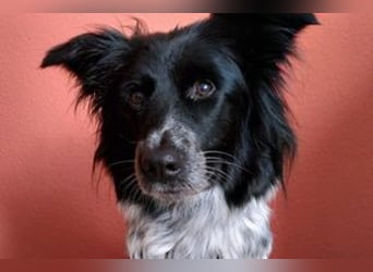 NOTFALL Lilli, benötigt dringend ein neues Zuhause!