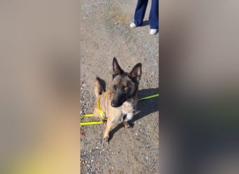 Brutus ein sportlicher verschmuster Malimix