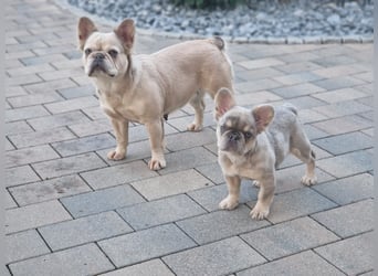 Französische Bulldogge TOP Qualität Platinum Lilac/Tan