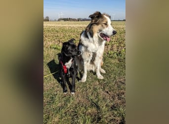 Trudie - Augenstern sucht Kuschelwolke (47839 Krefeld)