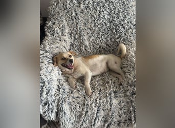 Kleine Terry sucht liebevolles Zuhause