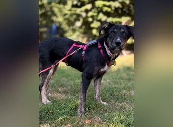 Hundedame BENI auf PS in 76829 Landau