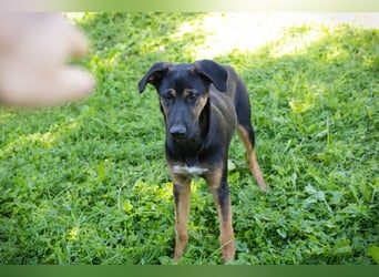 DARCY - der aktive und neugierige junge Rüde möchte die Welt mit DIR erkunden