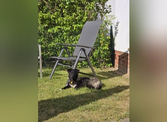 Laroche - Dein neuer bester Hundekumpel (32051 Herford)