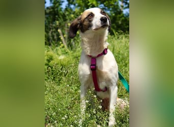 Umgängliche sanfte Hündin Sansa❤️sucht Pflege- oder Endstelle