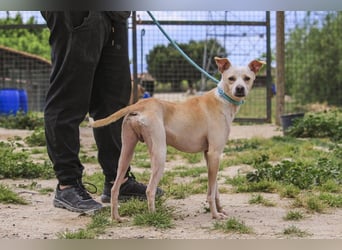 Enno, Mix Whippet / Podengo, lieb und sozial
