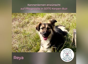 Reya: Wunderschön und voller Energie (auf Pflegestelle in 50170 Kerpen-Buir)