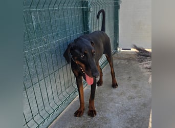 Zarter Odin sucht sein Für-Immer-Zuhause ❤️