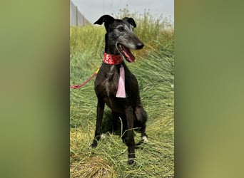 Giria - ängstliche Galga sucht